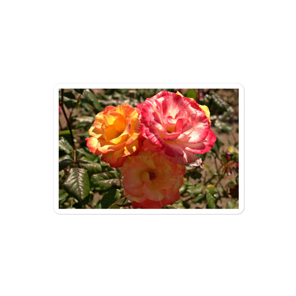 A medium rectangular vinyl sticker with an image of three multi-colored pink and yellow roses.