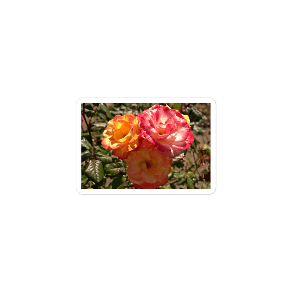 A small rectangular vinyl sticker with an image of three multi-colored pink and yellow roses.