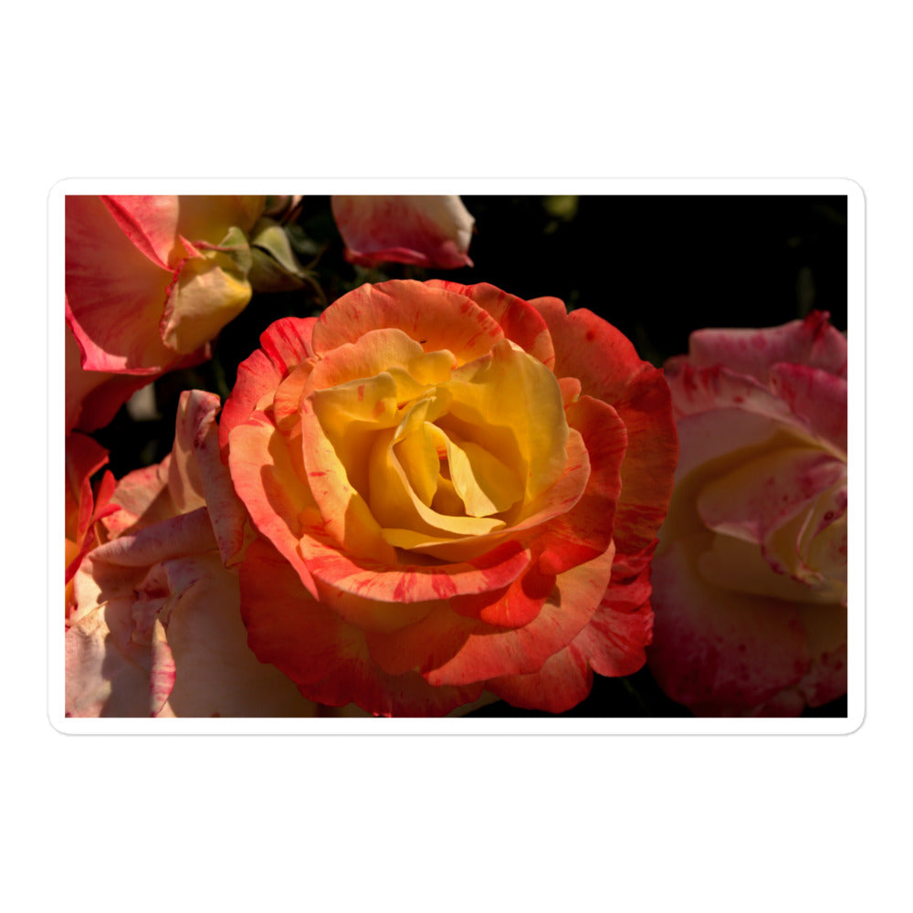 A large rectangular vinyl sticker with a close-up image of a pink and yellow rose bloom.