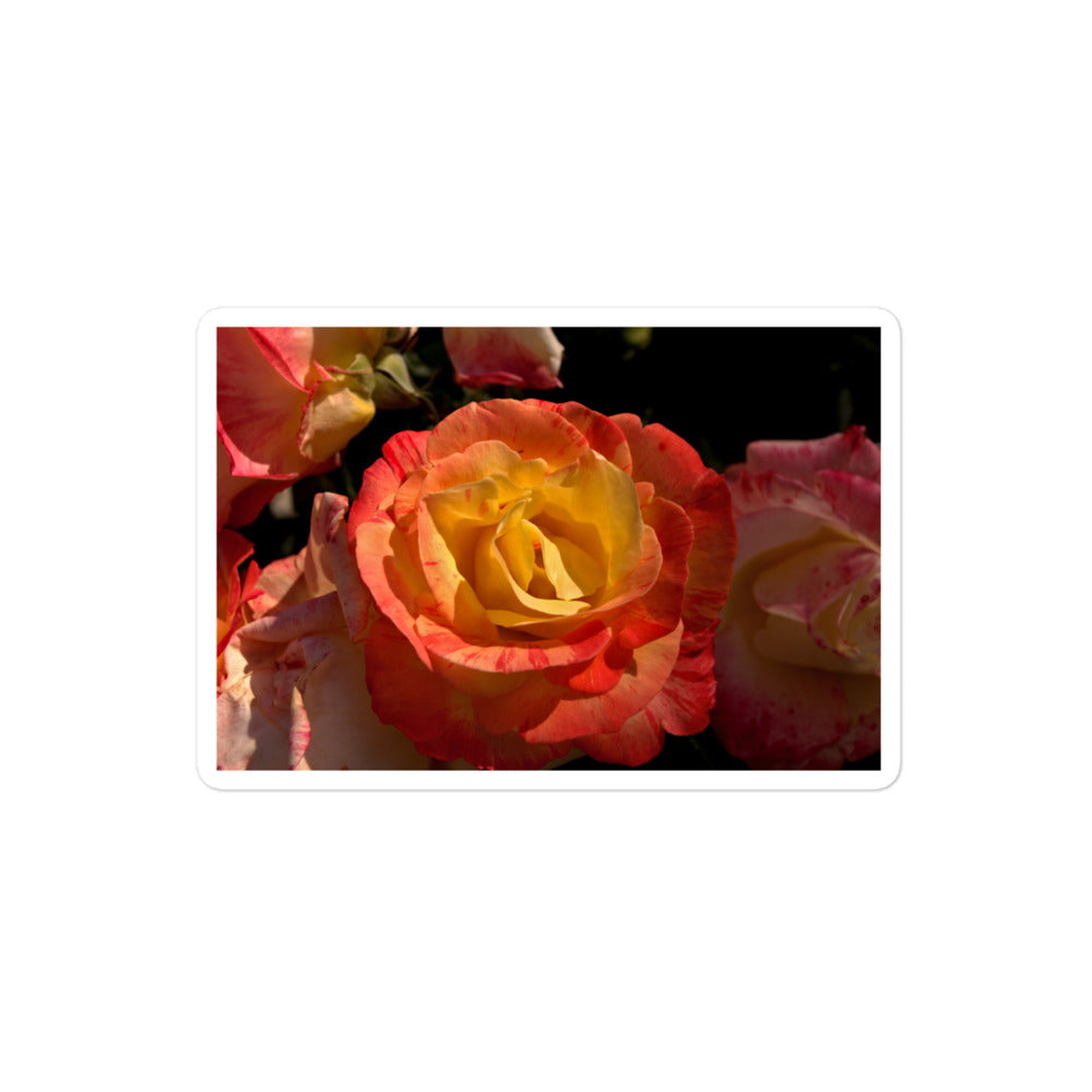 A medium rectangular vinyl sticker with a close-up image of a pink and yellow rose bloom.