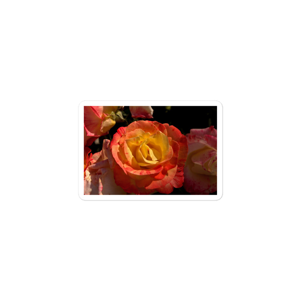 A small rectangular vinyl sticker with a close-up image of a pink and yellow rose bloom.