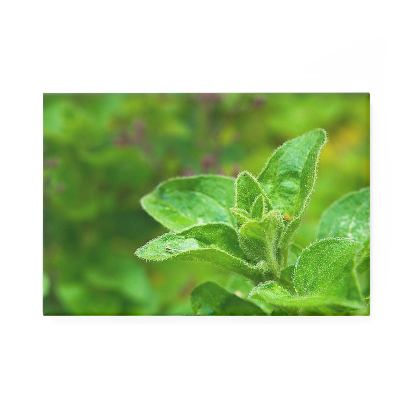Rectangular button magnet with a close-up image of fresh oregano sprigs.