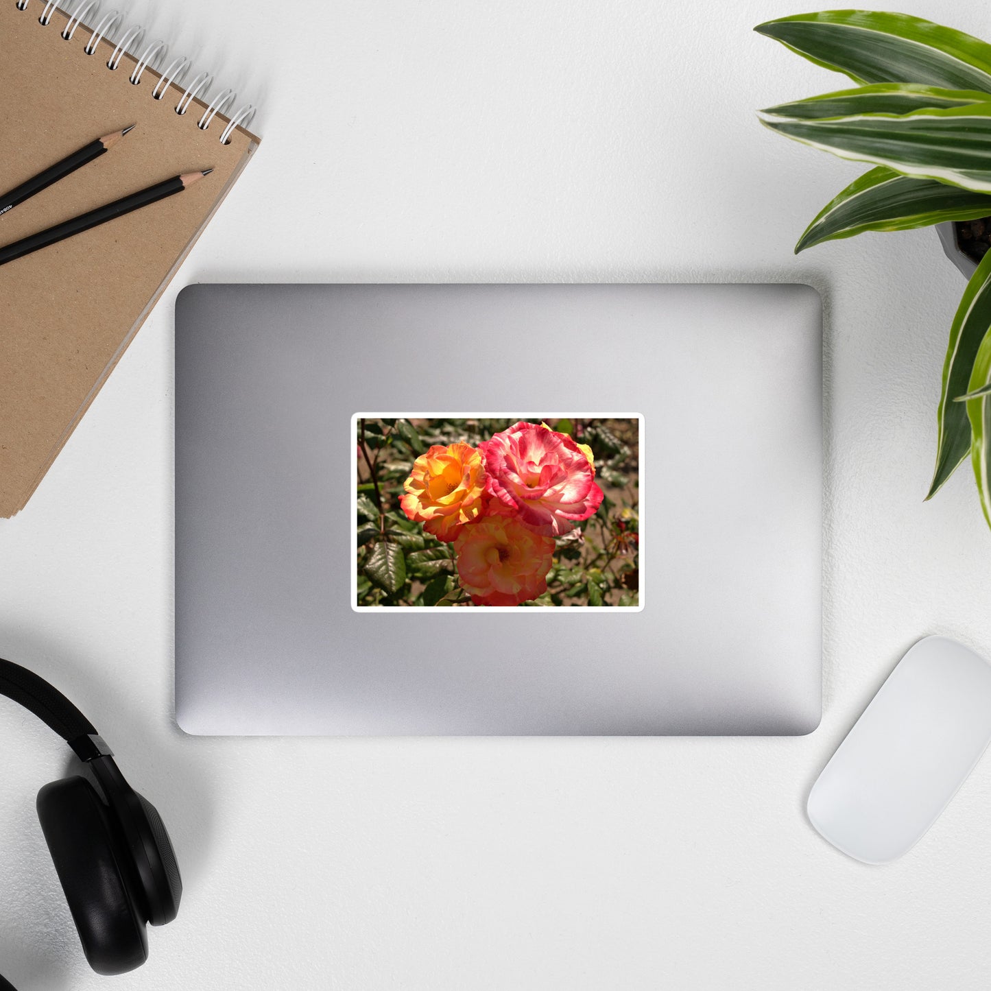 Lifestyle photo of a rectangular vinyl sticker with an image of three multi-colored pink and yellow roses, placed on the outside of a laptop.