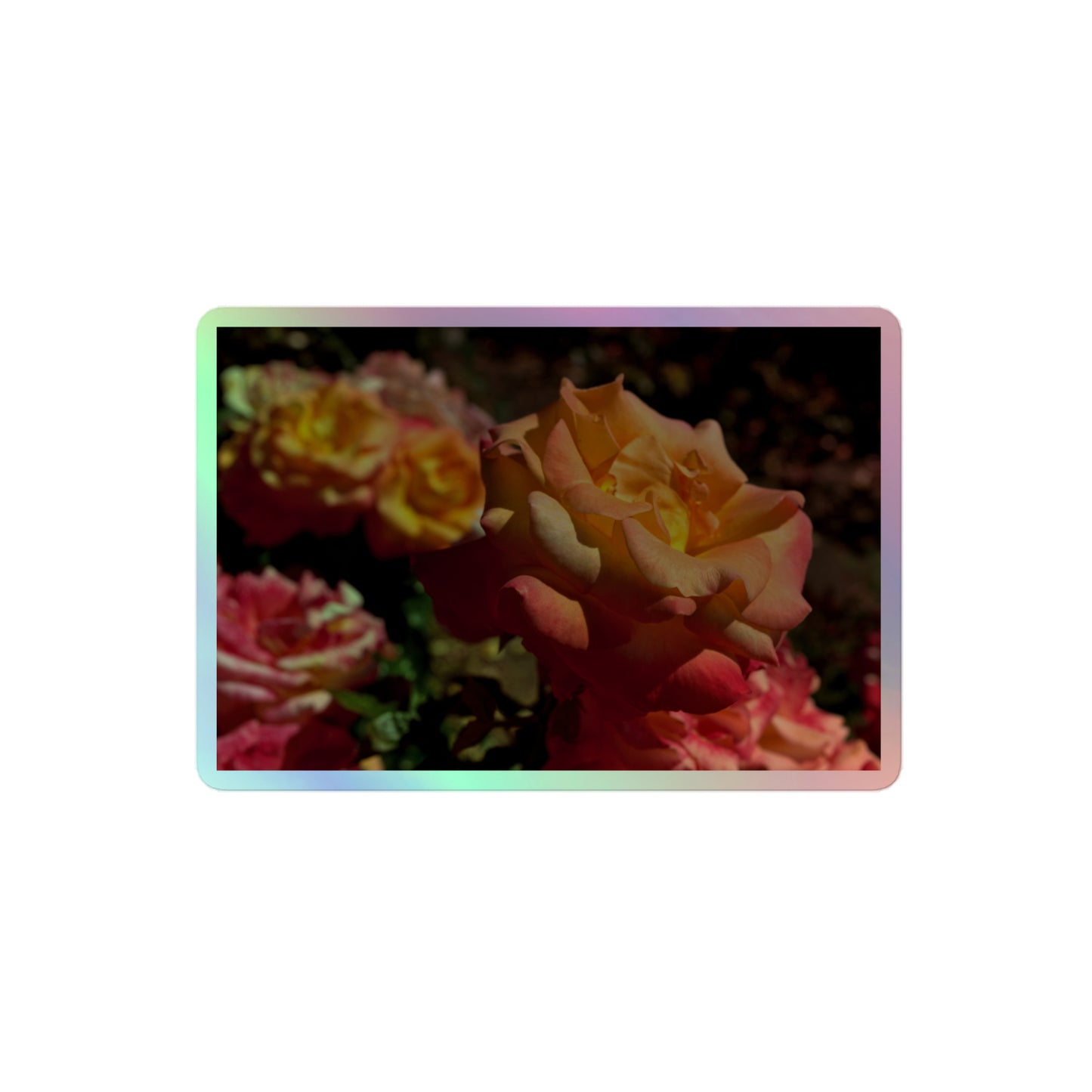 A medium rectangular holographic sticker with an image of pink, orange and yellow roses in a garden.