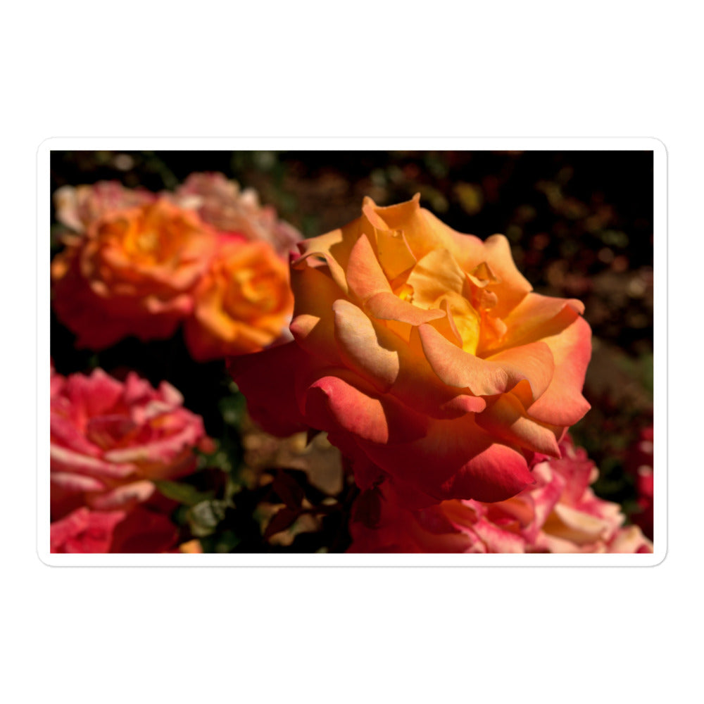 A large rectangular vinyl sticker with an image of pink, orange, and yellow roses.