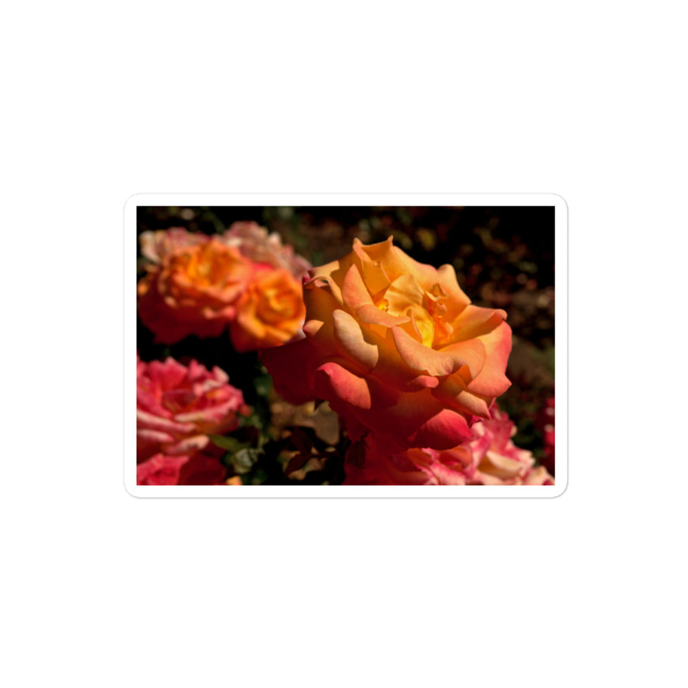 A medium rectangular vinyl sticker with an image of pink, orange, and yellow roses.