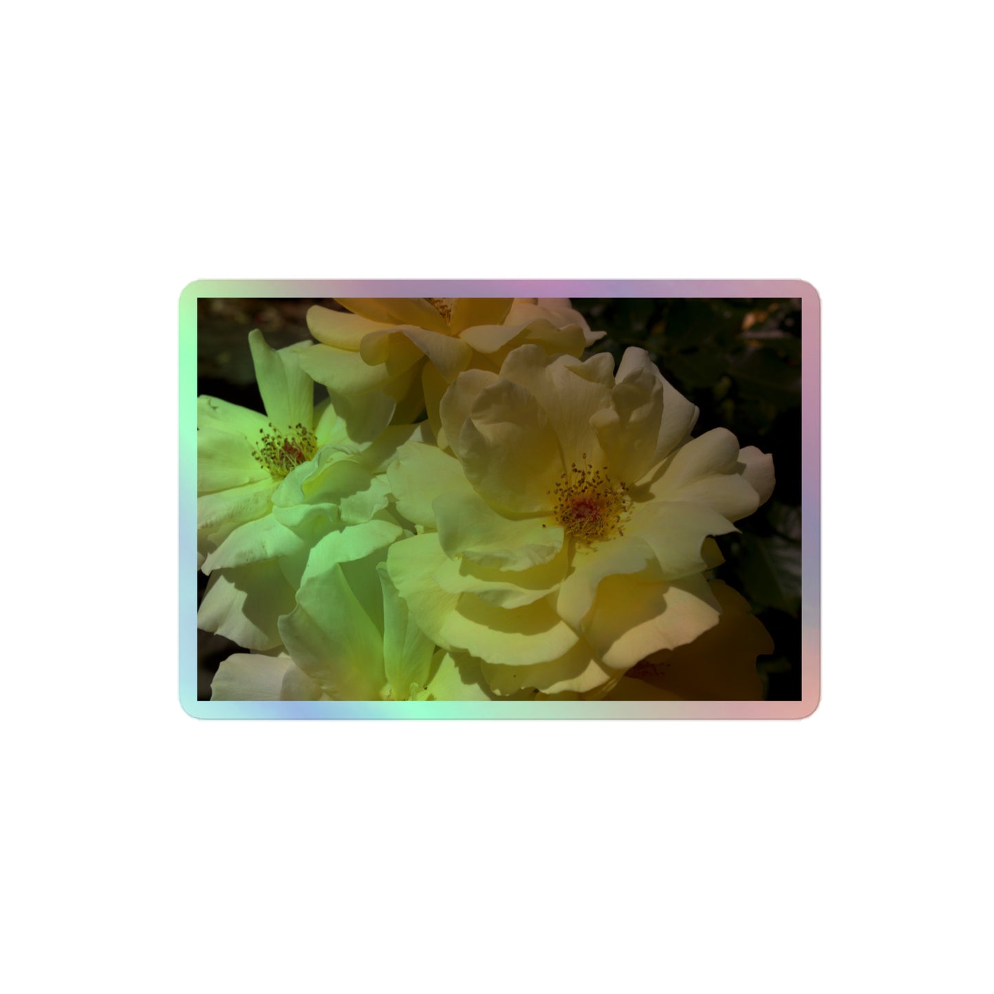 A medium rectangular holographic sticker with an image of off-white rose blooms with visible stamen.