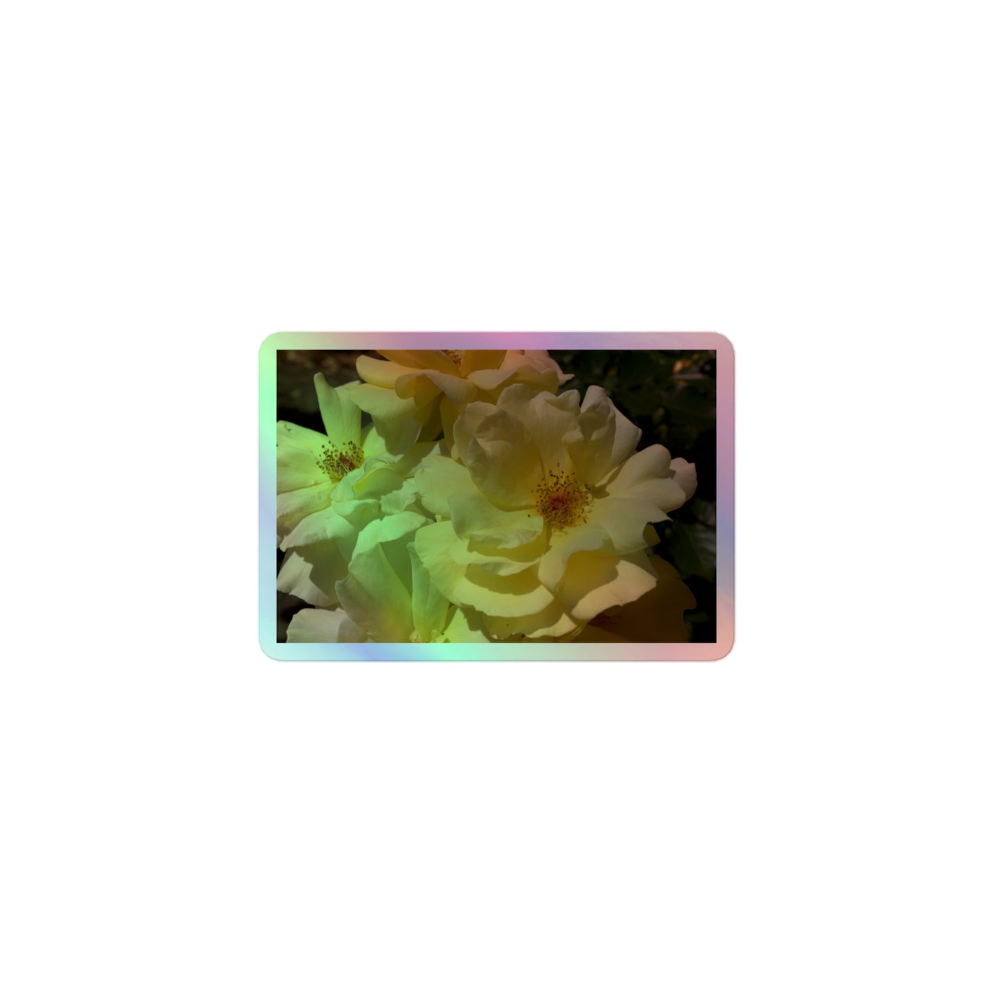A small rectangular holographic sticker with an image of off-white rose blooms with visible stamen.