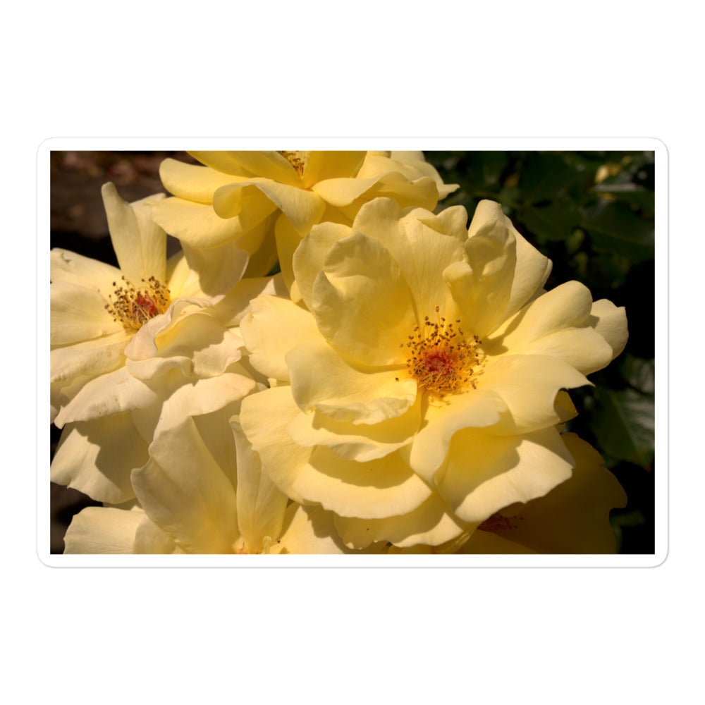 A large rectangular vinyl sticker with an image of pale yellow roses with visible stamen.