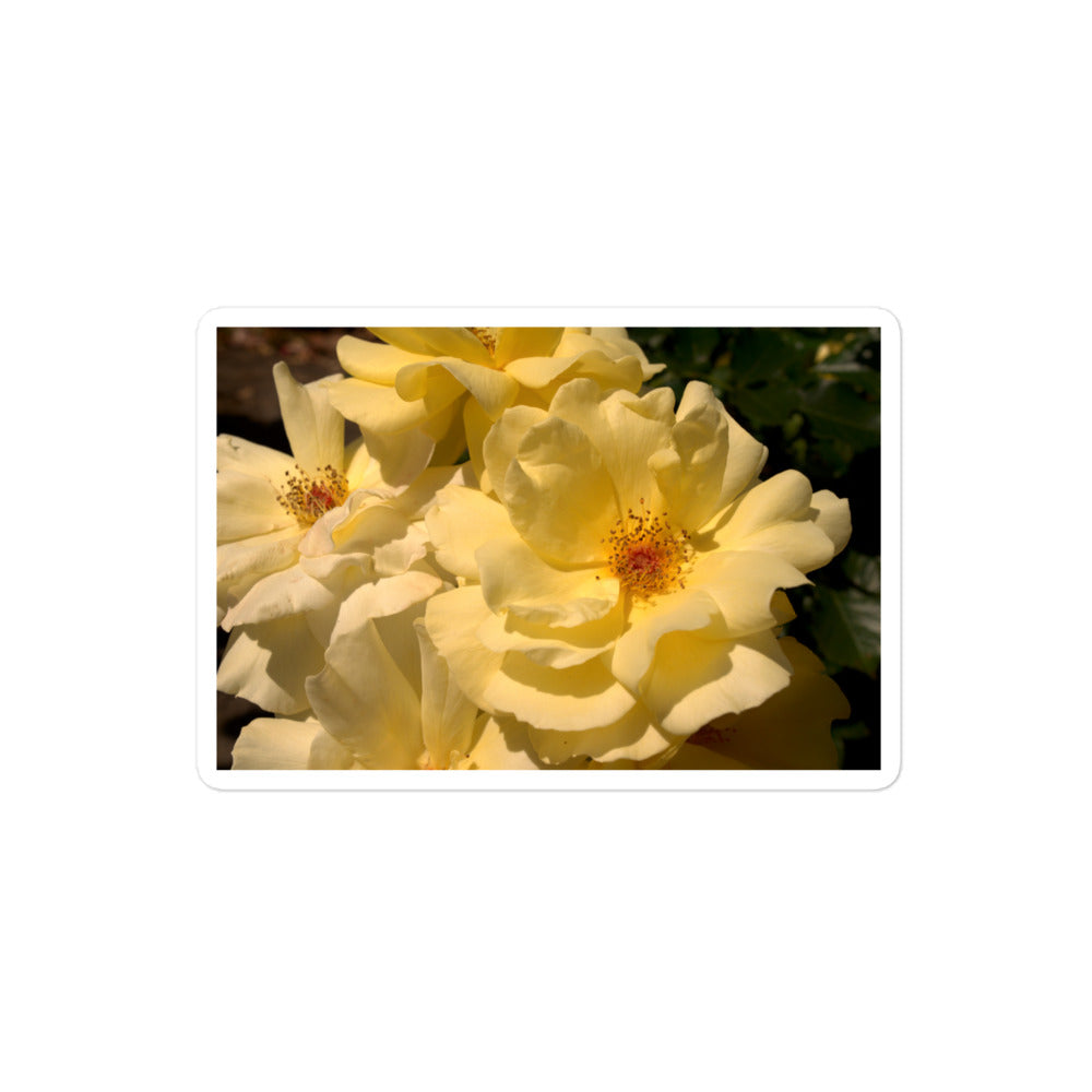 A medium rectangular vinyl sticker with an image of pale yellow roses with visible stamen.