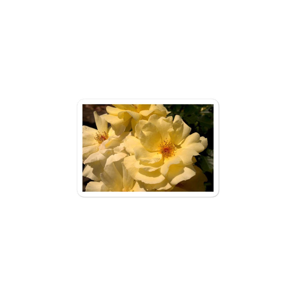 A small rectangular vinyl sticker with an image of pale yellow roses with visible stamen.