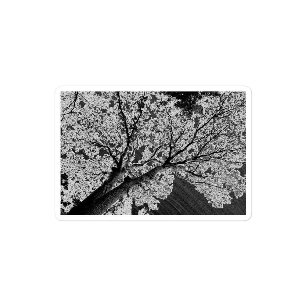 A medium rectangular vinyl sticker with an image of an dark embossed tree design with lightning like features.