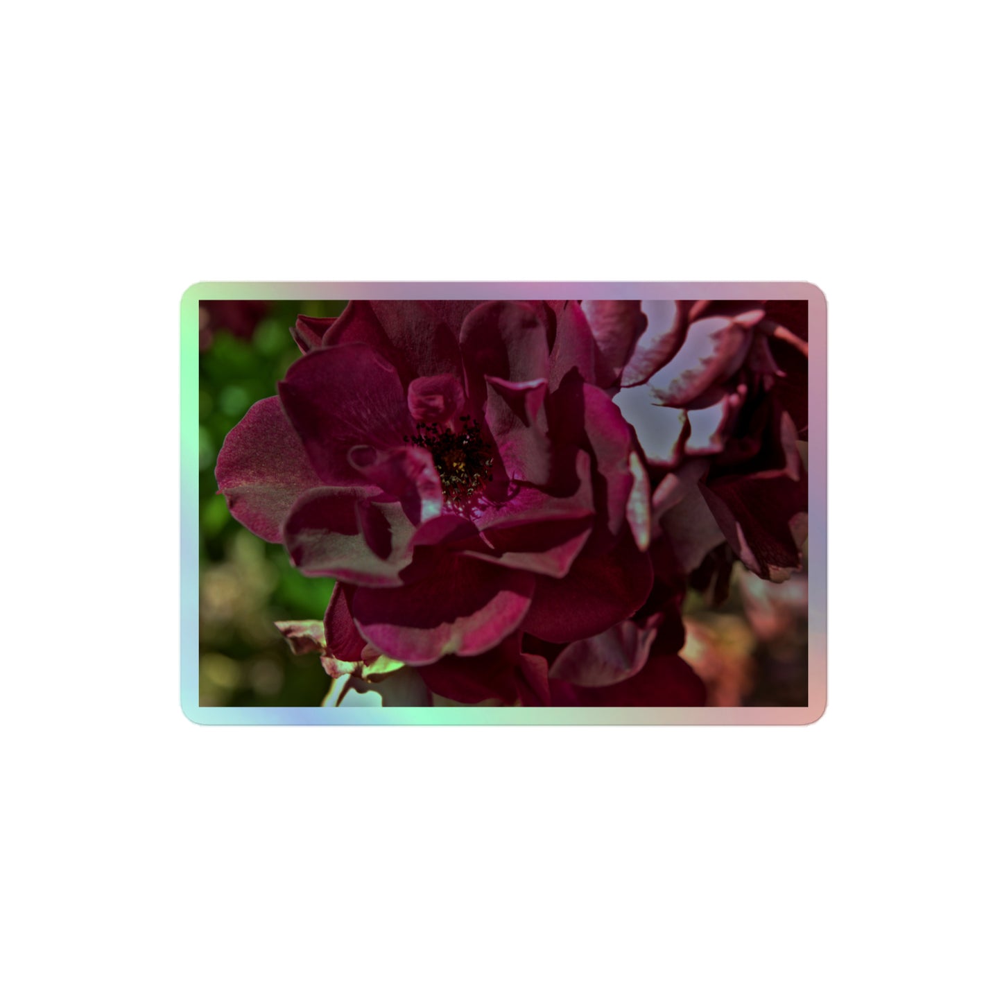 A medium rectangular holographic sticker with a close up image of a maroon rose bloom.