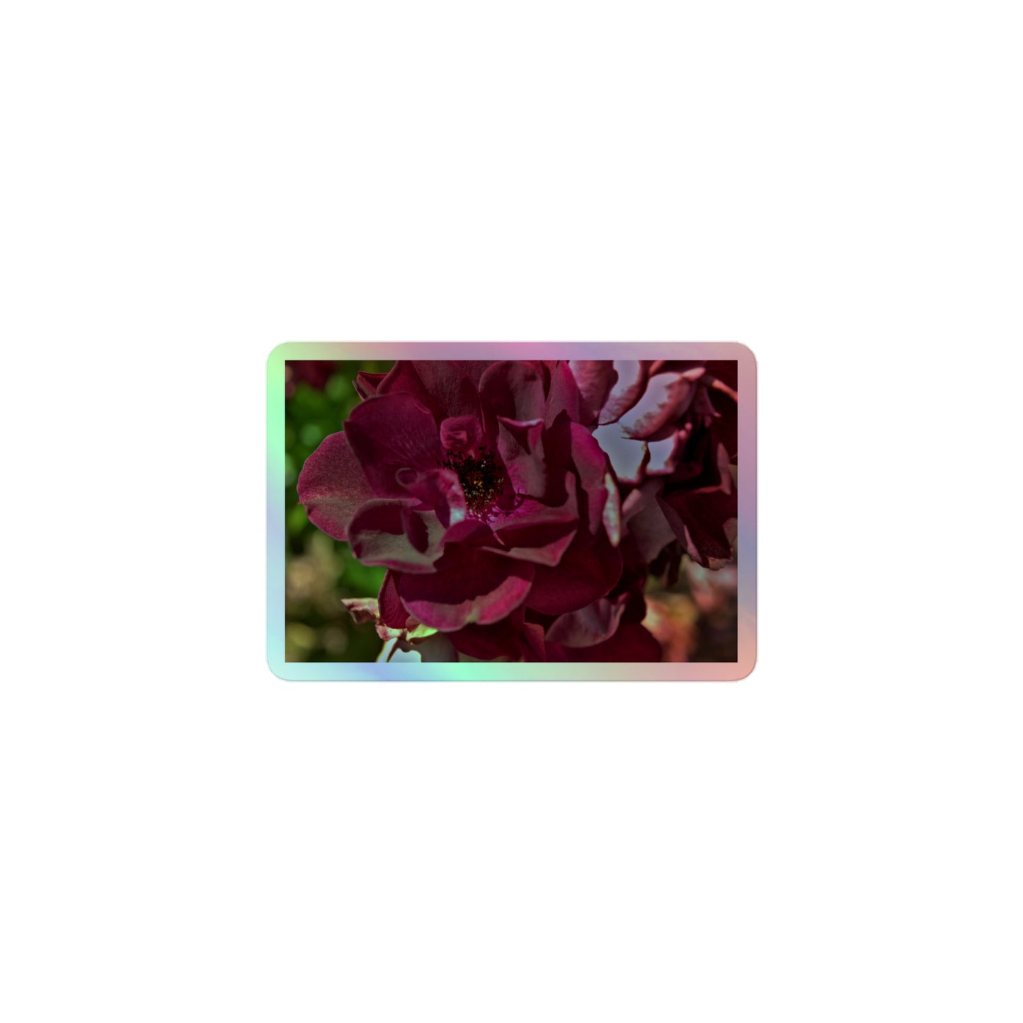 A small rectangular holographic sticker with a close up image of a maroon rose bloom.