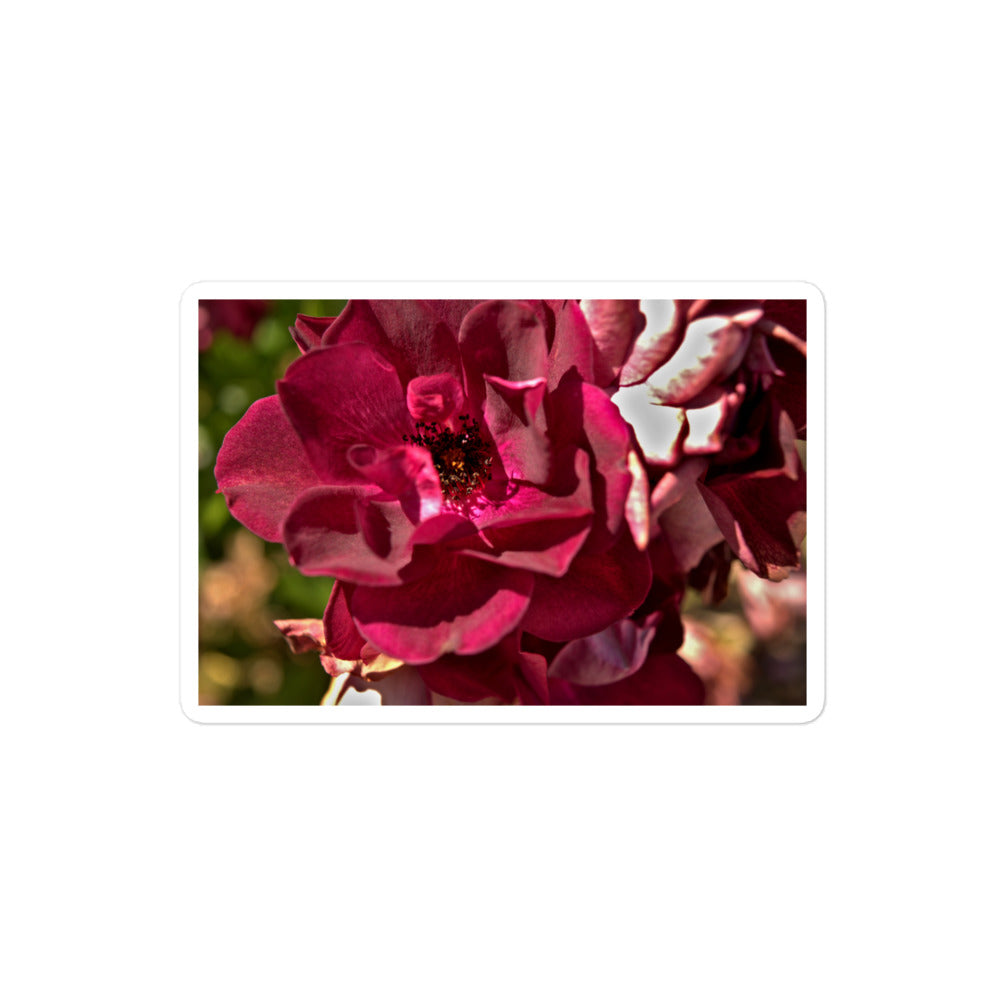 A medium rectangular vinyl sticker with an image of a maroon colored rose bloom.