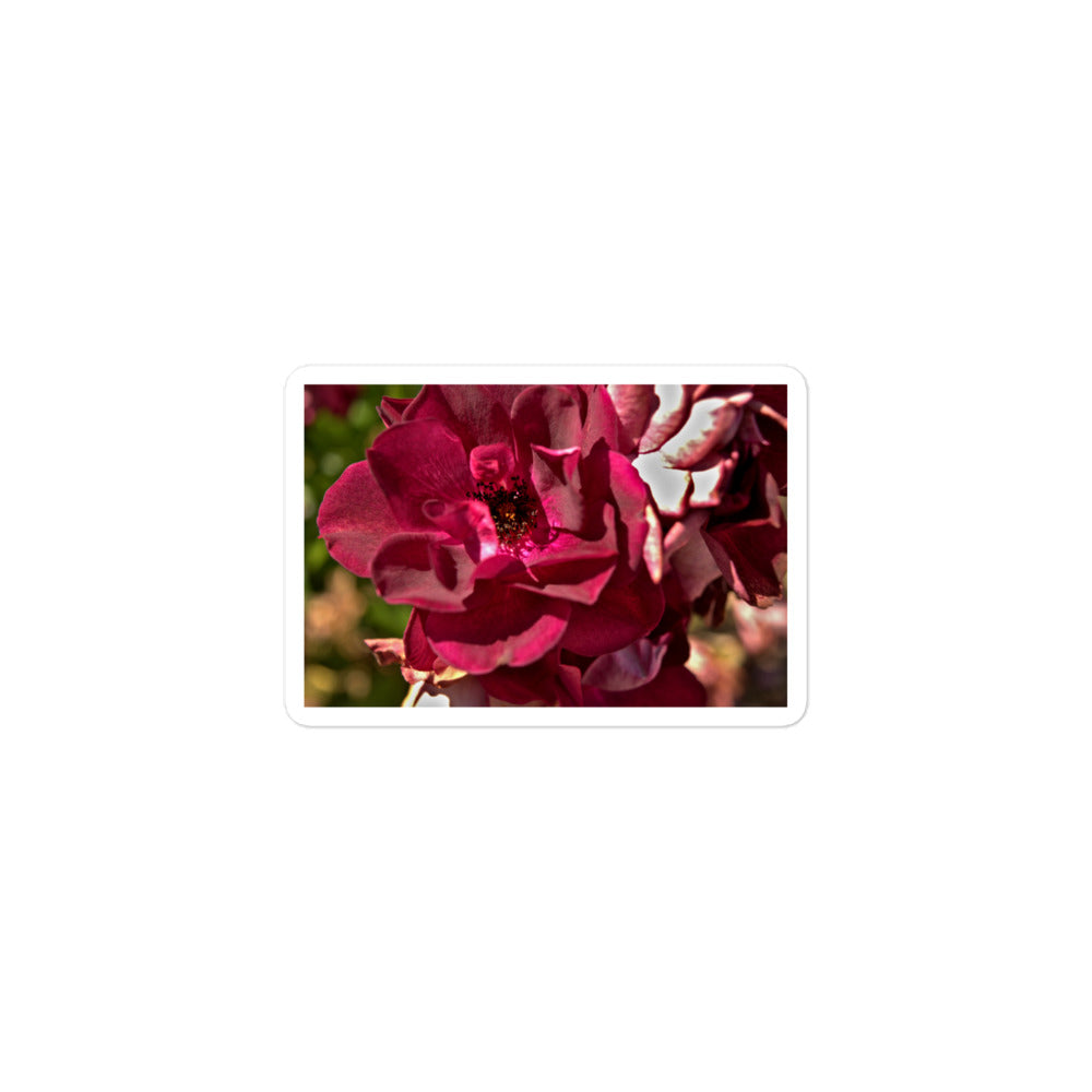 A small rectangular vinyl sticker with an image of a maroon colored rose bloom.