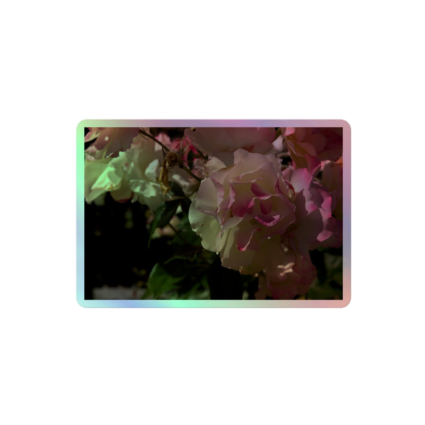 A medium rectangular holographic sticker with an image of pink tipped white rose blooms.