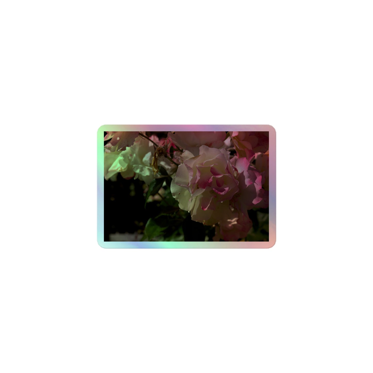 A small rectangular holographic sticker with an image of pink tipped white rose blooms.