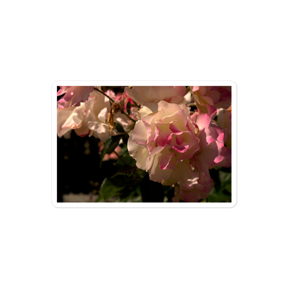 A medium rectangular vinyl sticker with an image of light pink and white blooms on a rose bush.