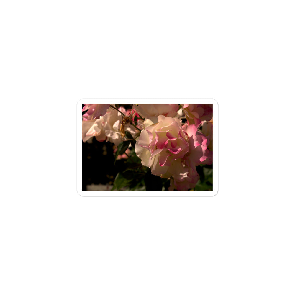A small rectangular vinyl sticker with an image of light pink and white blooms on a rose bush.