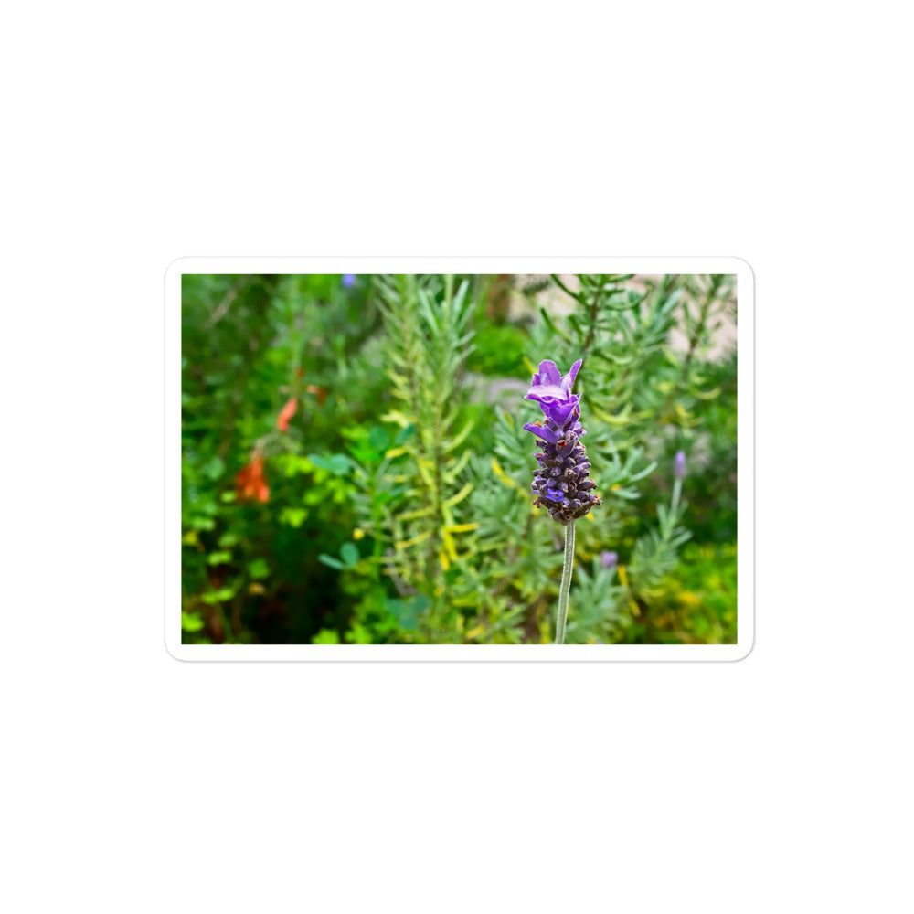 A medium rectangular vinyl sticker with an image of a lavender bloom in an herb garden.