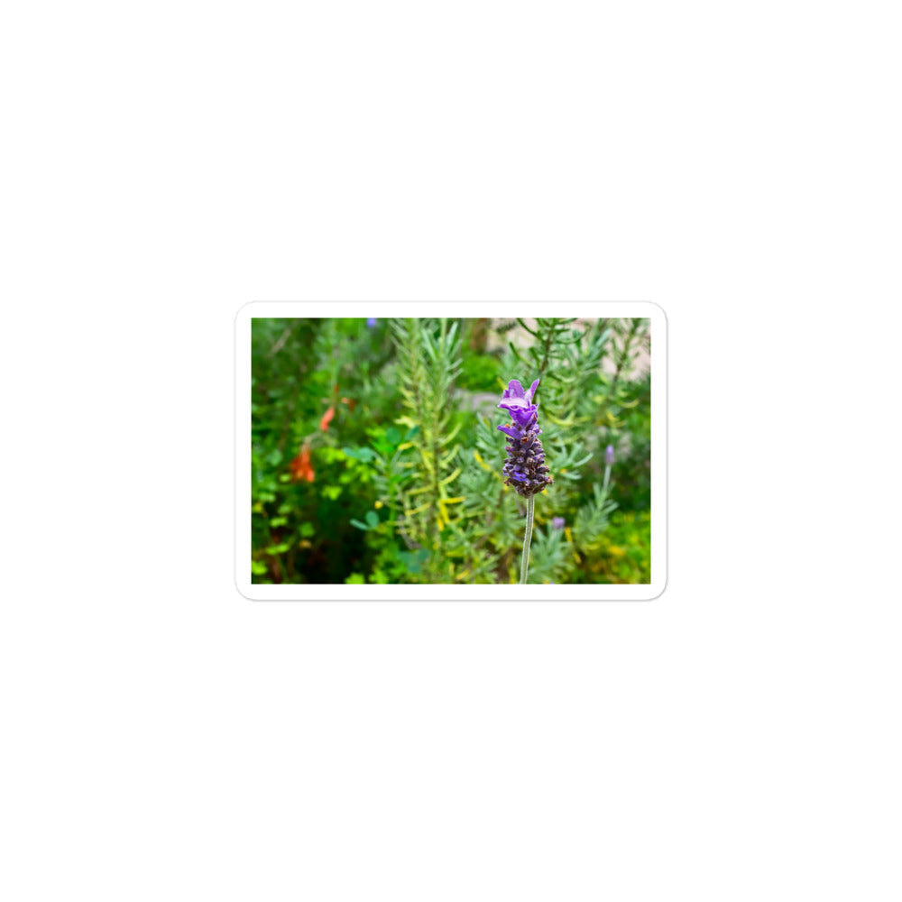 A small rectangular vinyl sticker with an image of a lavender bloom in an herb garden.