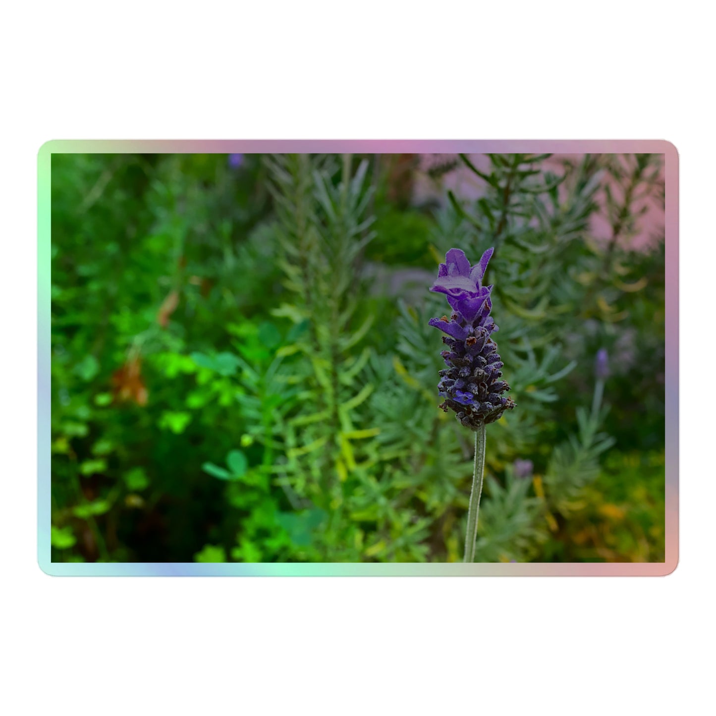 A large rectangular holographic sticker with an image of a purple lavender bloom in an herb garden.