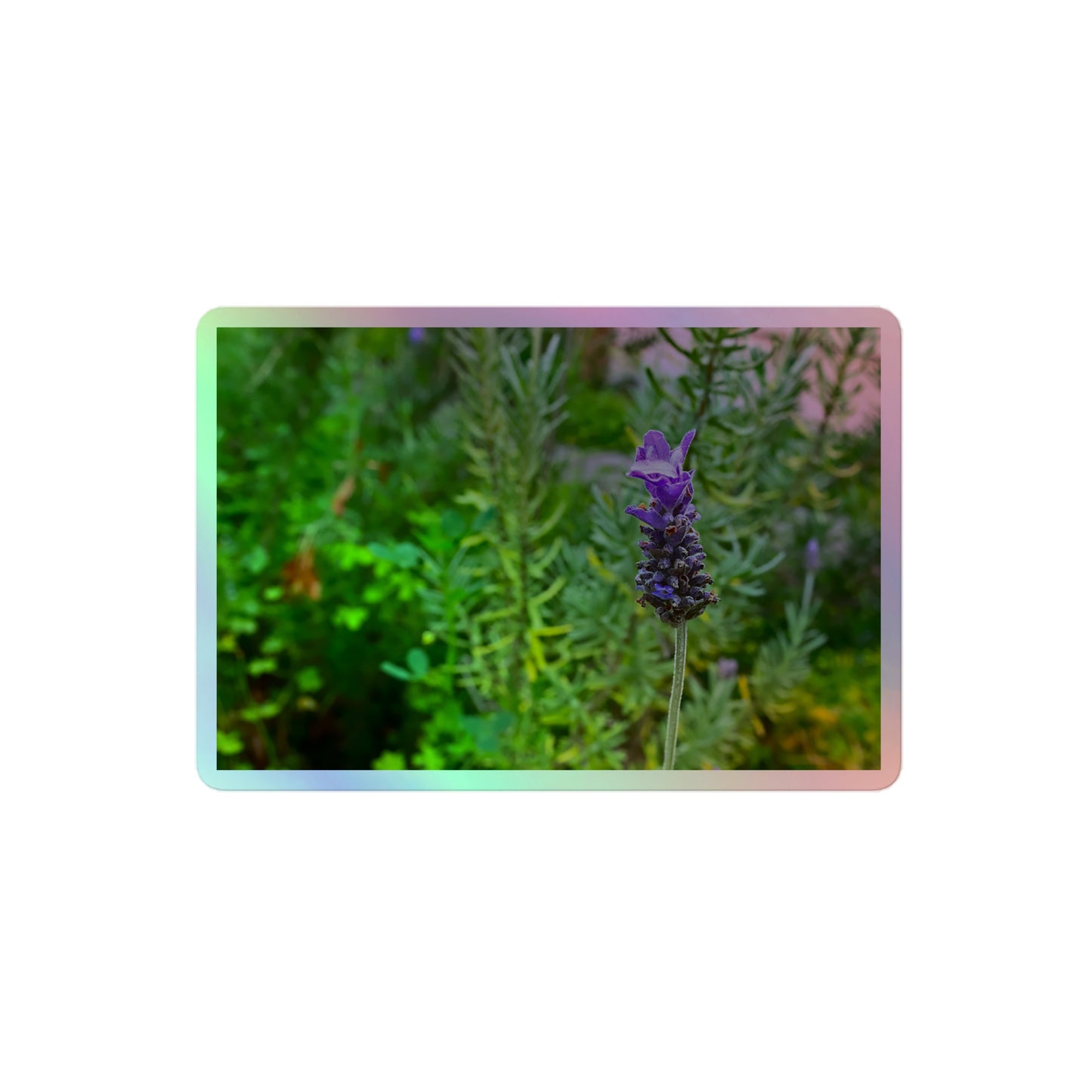 A medium rectangular holographic sticker with an image of a purple lavender bloom in an herb garden.
