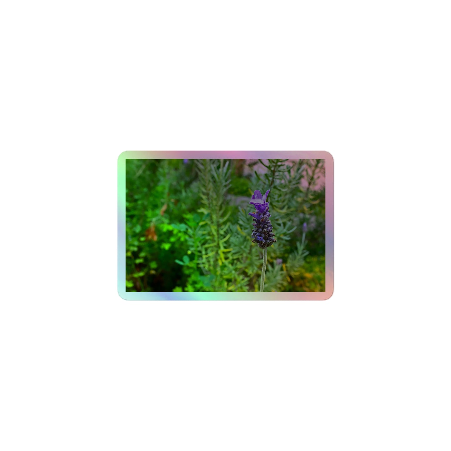 A small rectangular holographic sticker with an image of a purple lavender bloom in an herb garden.
