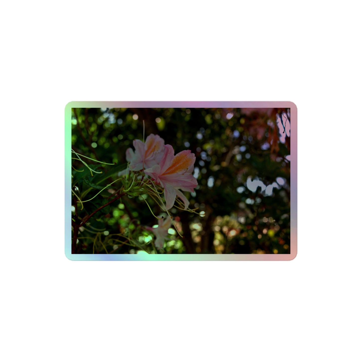 A medium rectangular holographic sticker with an image of light pink azaleas with orange accents in a garden.