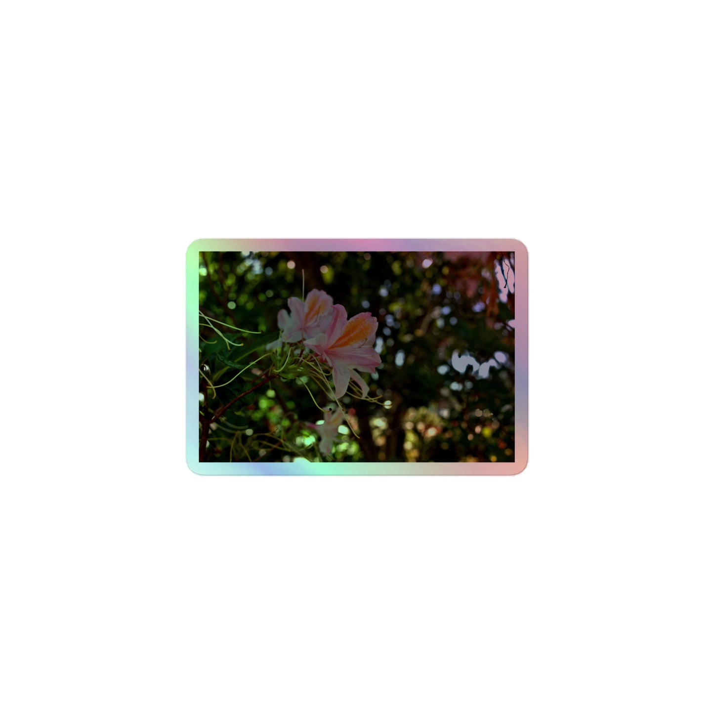 A small rectangular holographic sticker with an image of light pink azaleas with orange accents in a garden.