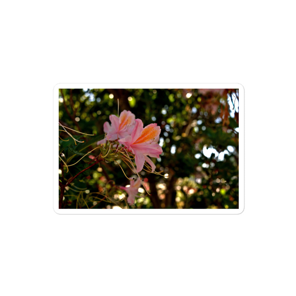 A medium rectangular vinyl sticker with an image of light pink azaleas with orange accents.