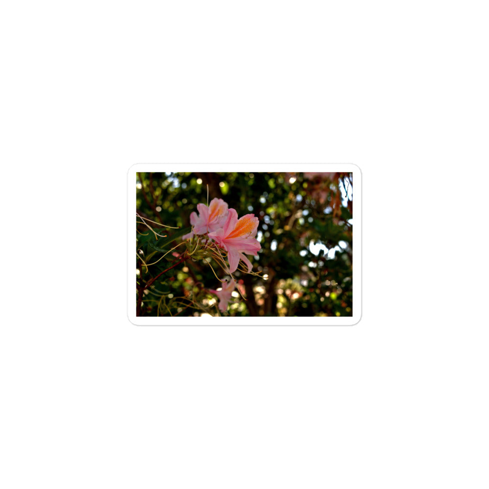 A small rectangular vinyl sticker with an image of light pink azaleas with orange accents.