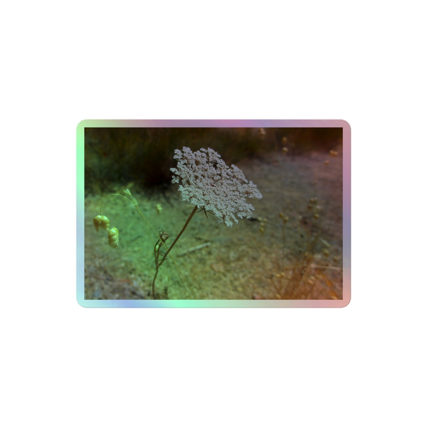 A medium rectangular holographic sticker with a close-up image of a Queen Anne's Lace flower.
