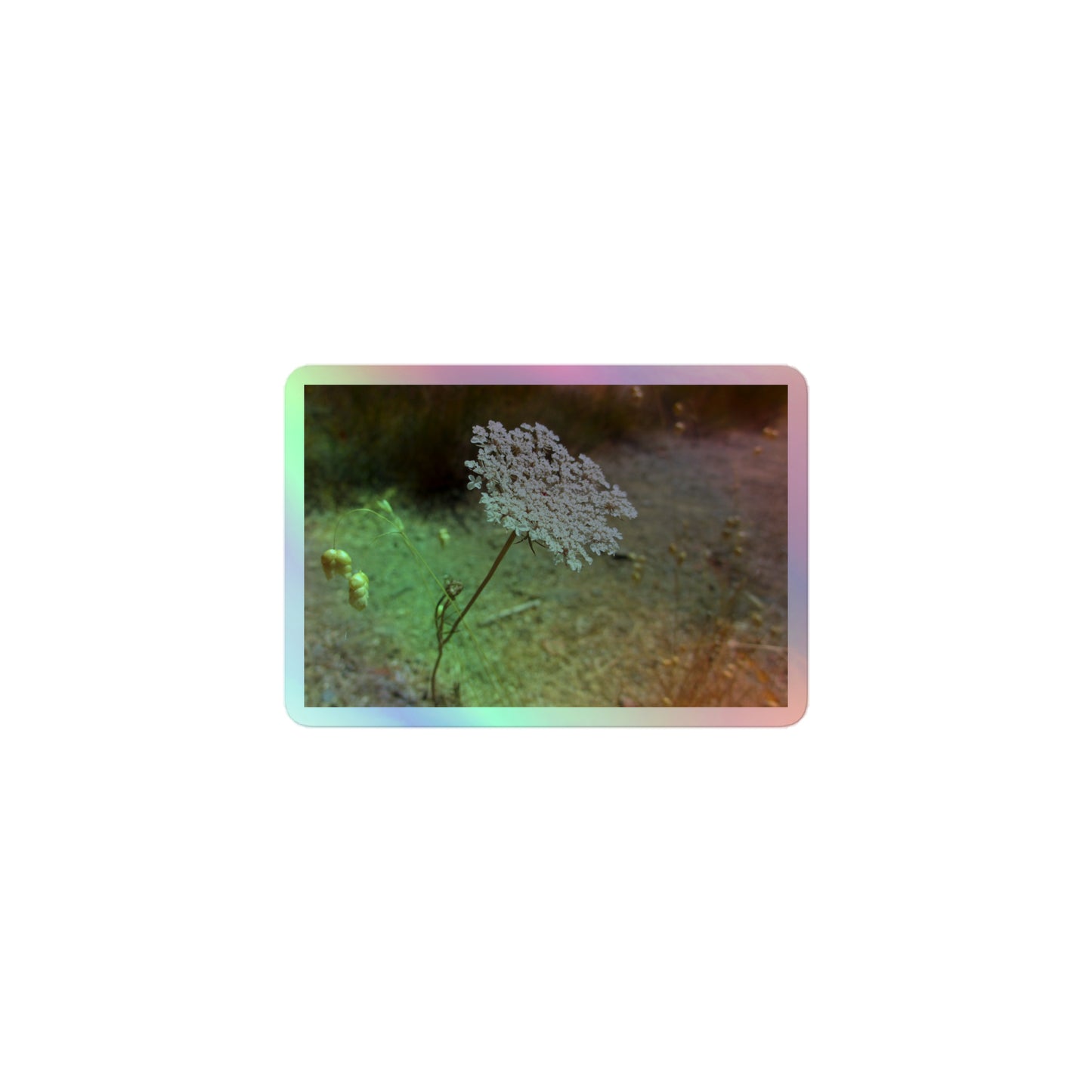 A small rectangular holographic sticker with a close-up image of a Queen Anne's Lace flower.