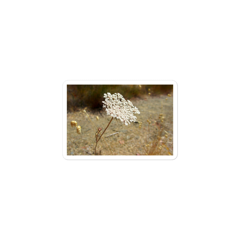 A small rectangular vinyl sticker with an image of a white Queen Anne's Lace bloom.