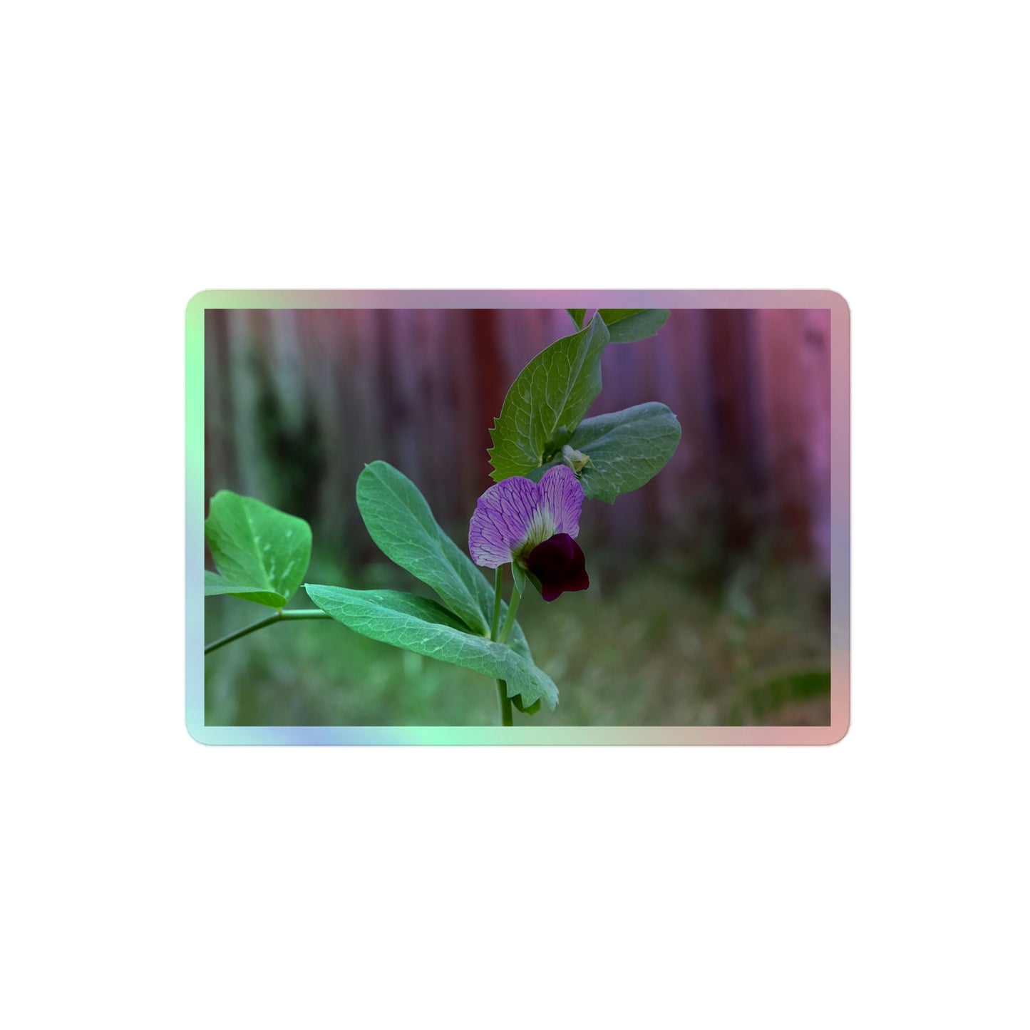 A medium rectangular holographic sticker with a close-up image of a purple sweet pea with green leaves.