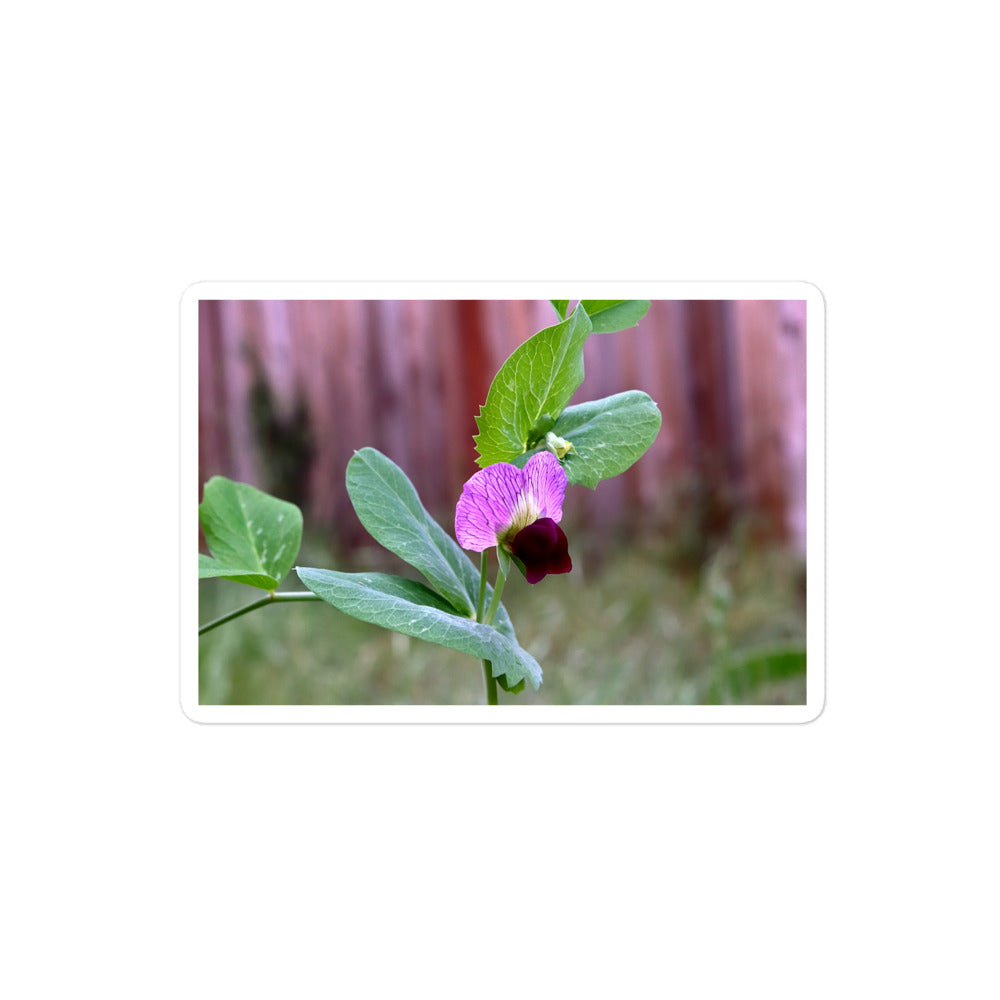 A medium rectangular vinyl sticker with an image of a sweet pea bloom.