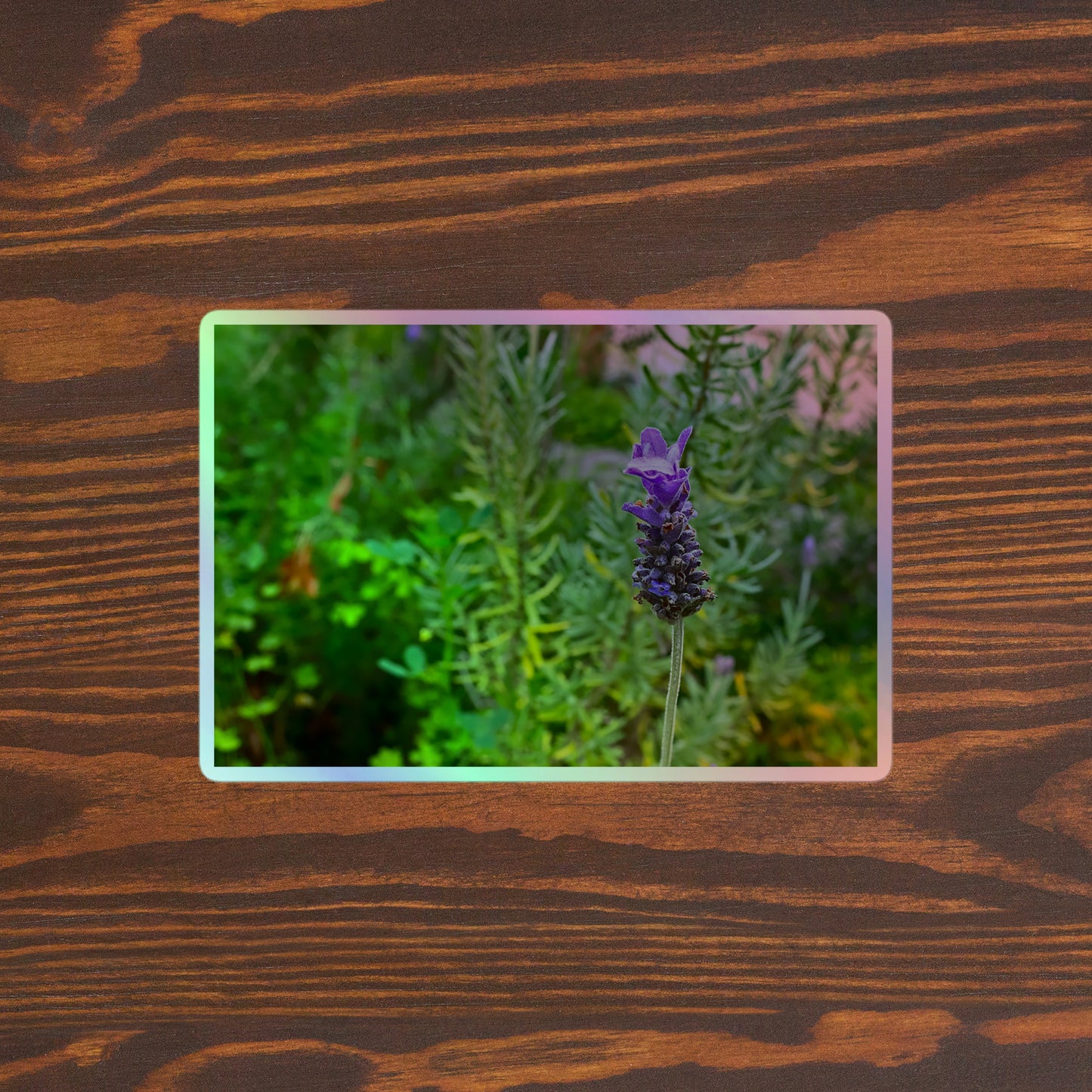 Lifestyle photo of a rectangular holographic sticker with an image of a purple lavender bloom in an herb garden, placed on a brown wooden table surface.