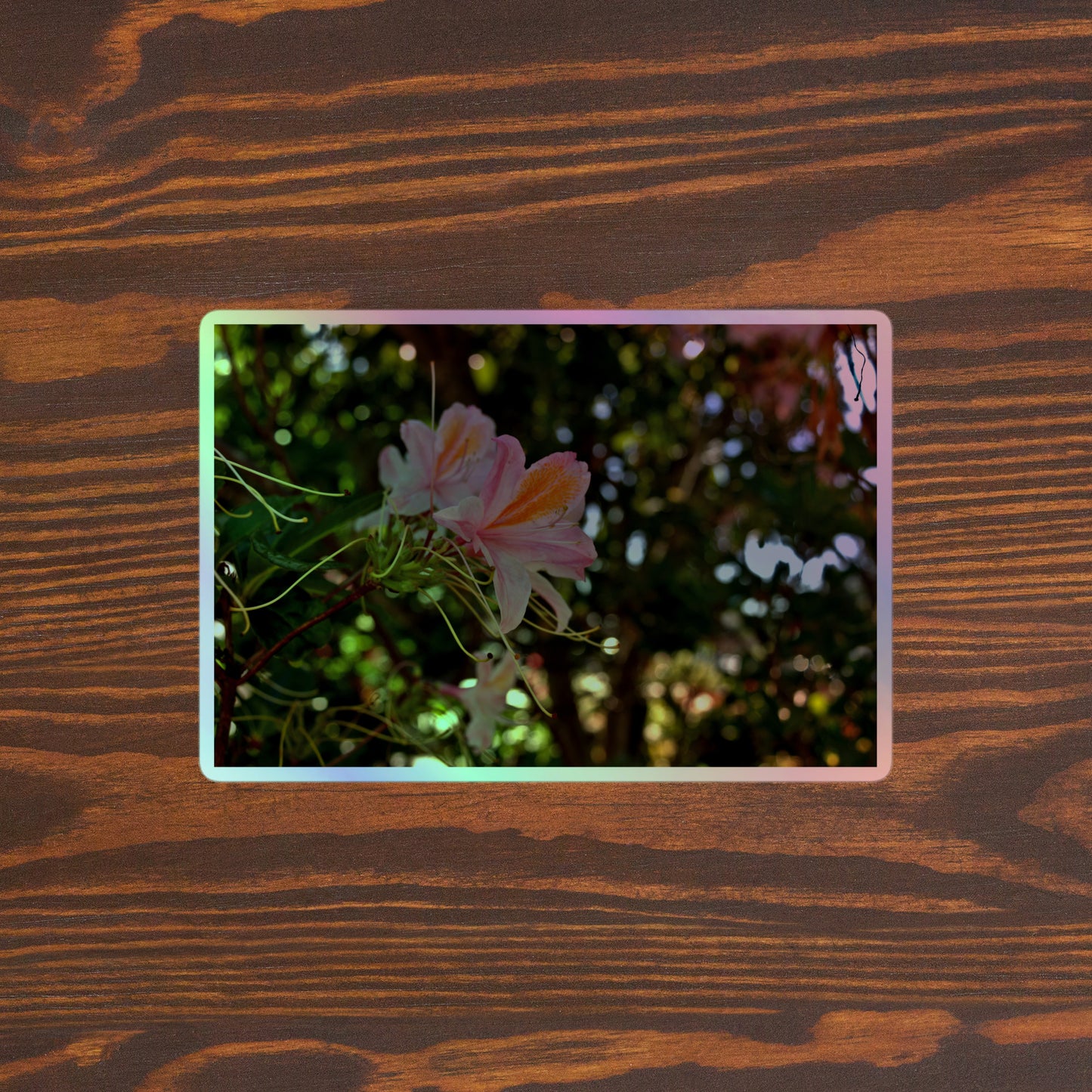 Lifestyle photo of a rectangular holographic sticker with an image of light pink azaleas with orange accents in a garden, placed on a brown wooden table surface.