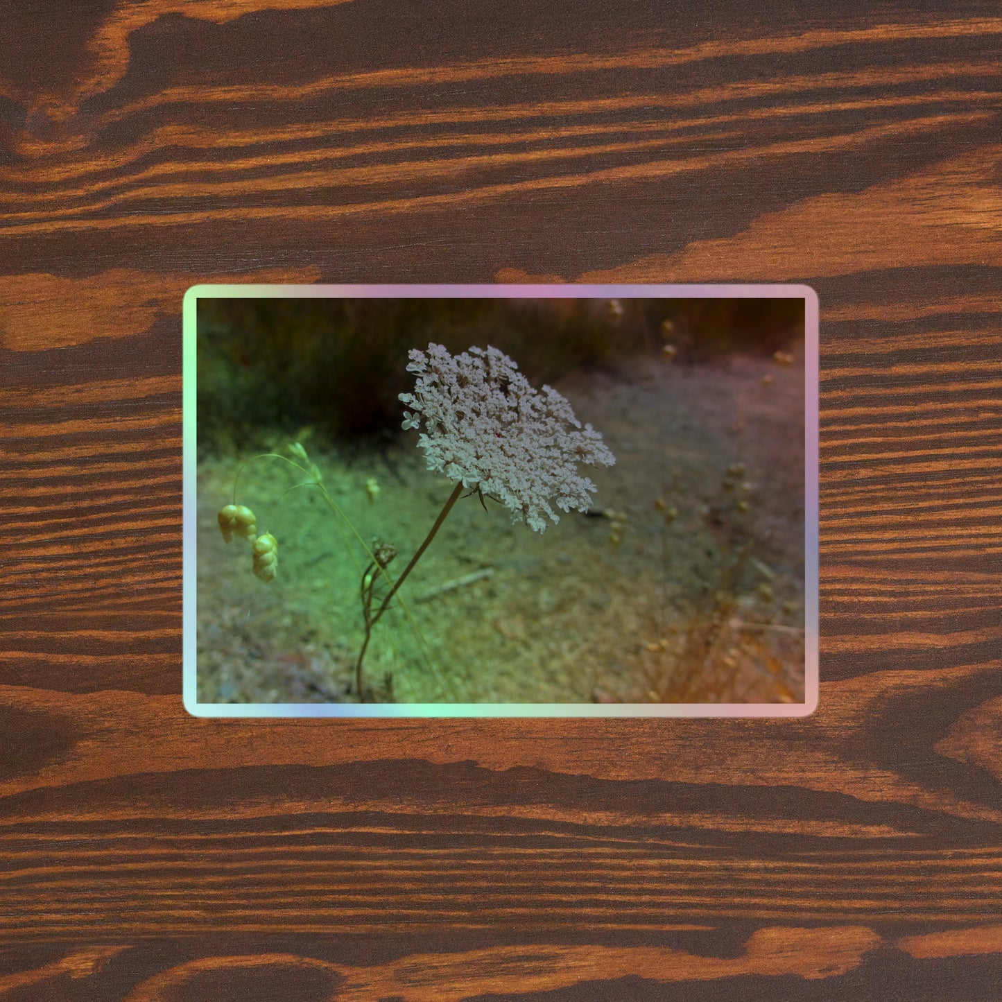 Lifestyle photo of a rectangular holographic sticker with a close-up image of a Queen Anne's Lace flower, placed on a brown wooden table surface.