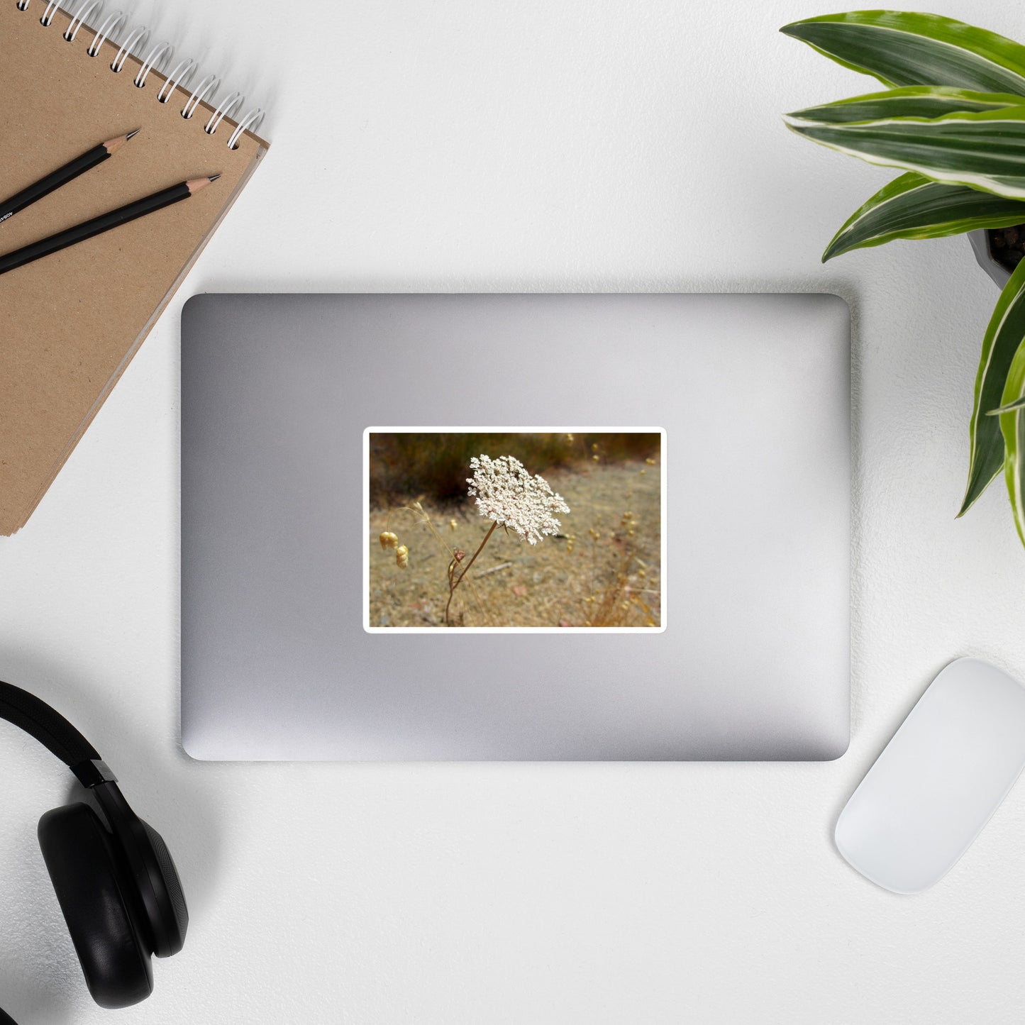 Lifestyle photo of a rectangular vinyl sticker with an image of a white Queen Anne's Lace bloom, placed on the outside of a laptop.