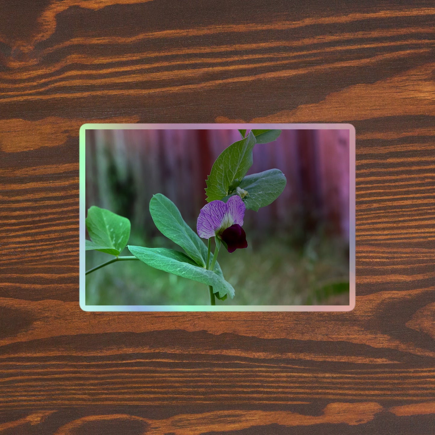 Lifestyle photo of a rectangular holographic sticker with a close-up image of a purple sweet pea with green leaves, placed on a brown wooden table surface.