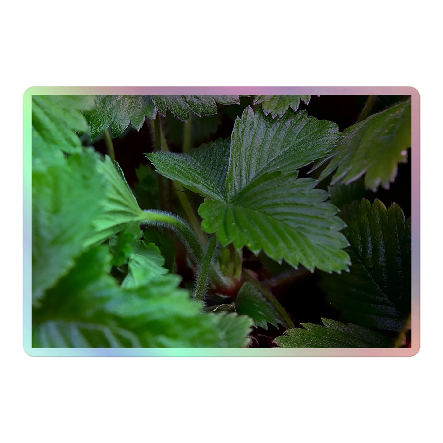 A large rectangular holographic sticker with a close-up image of textured, dark green strawberry leaves.