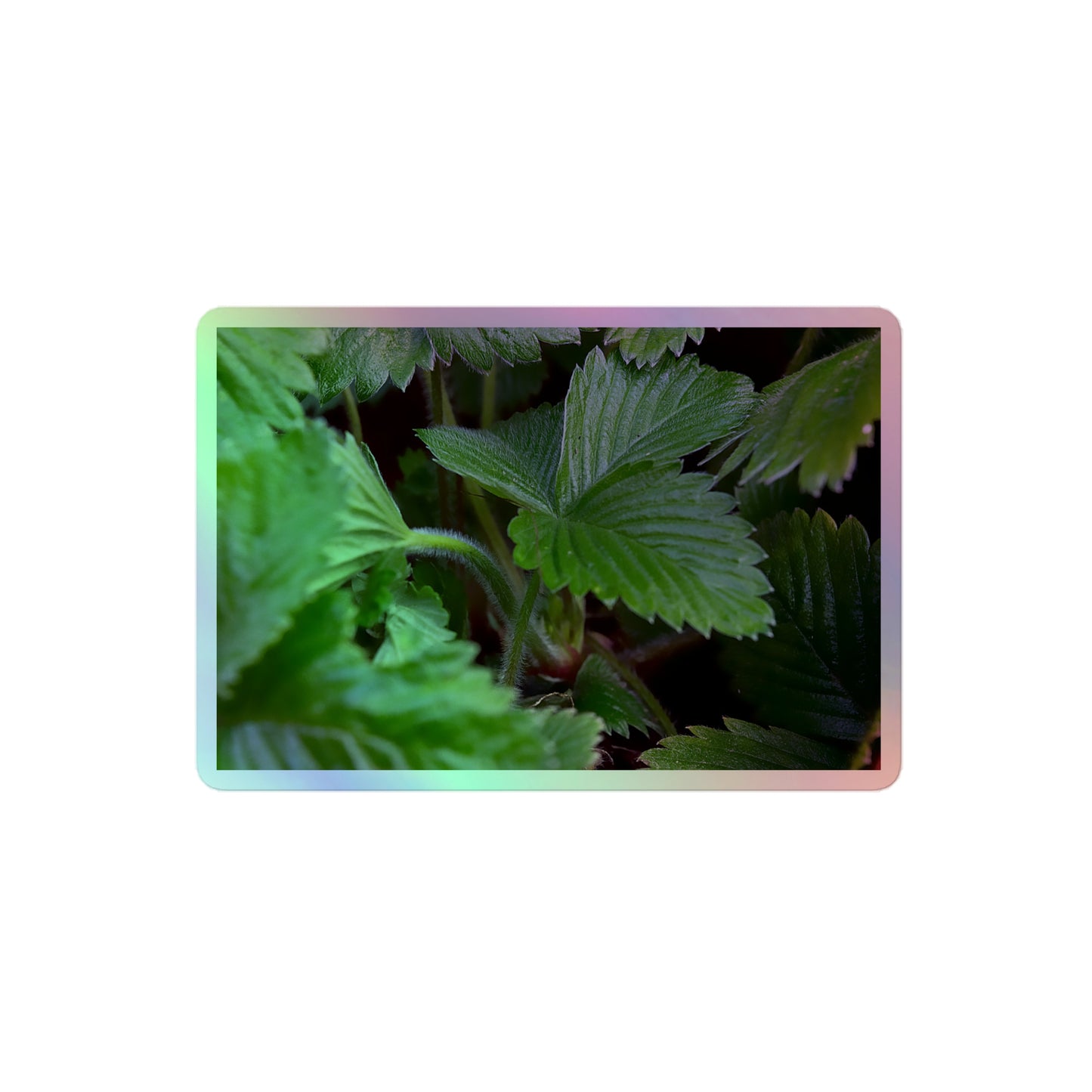 A medium rectangular holographic sticker with a close-up image of textured, dark green strawberry leaves.