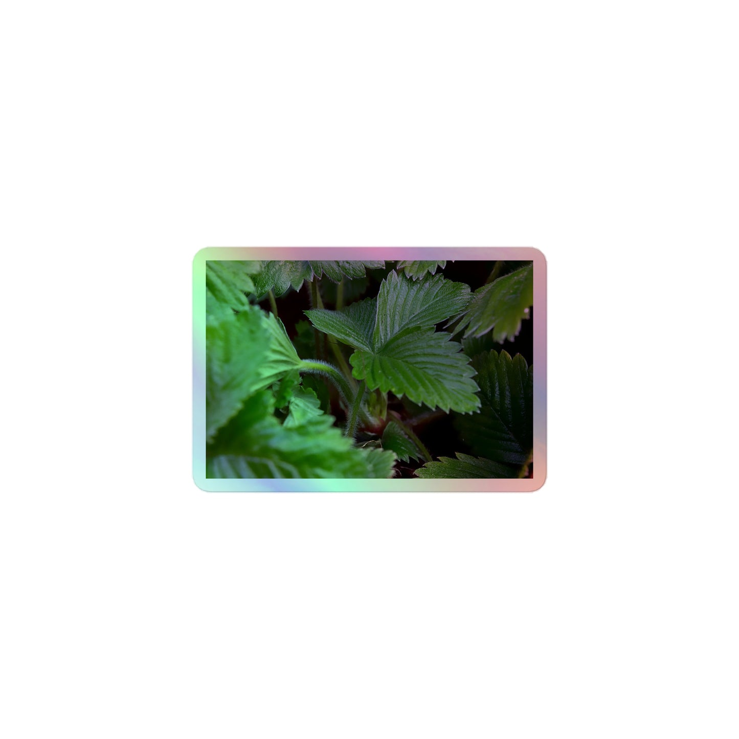 A small rectangular holographic sticker with a close-up image of textured, dark green strawberry leaves.