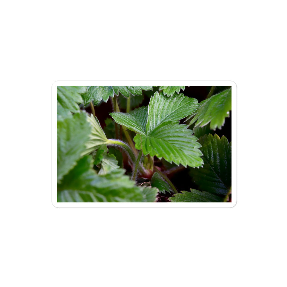 A medium rectangular vinyl sticker with a close-up image of strawberry leaves.