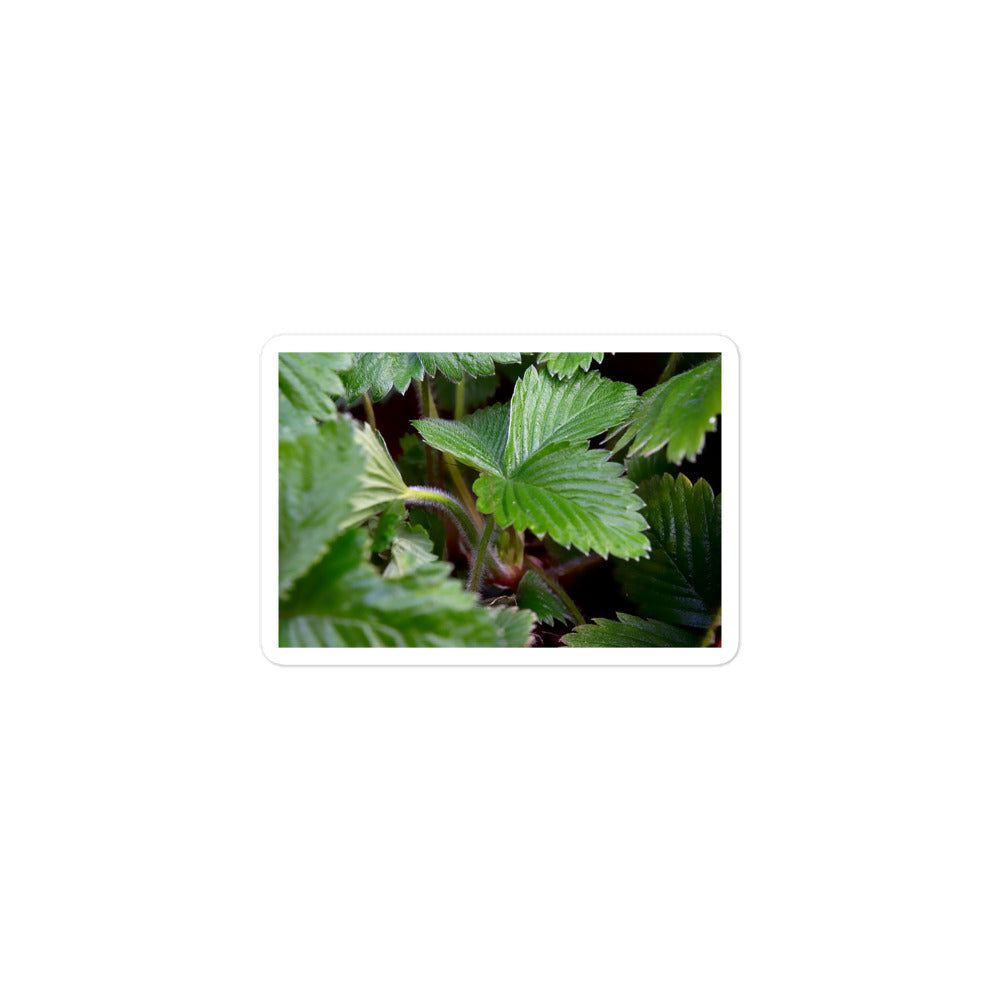 A small rectangular vinyl sticker with a close-up image of strawberry leaves.