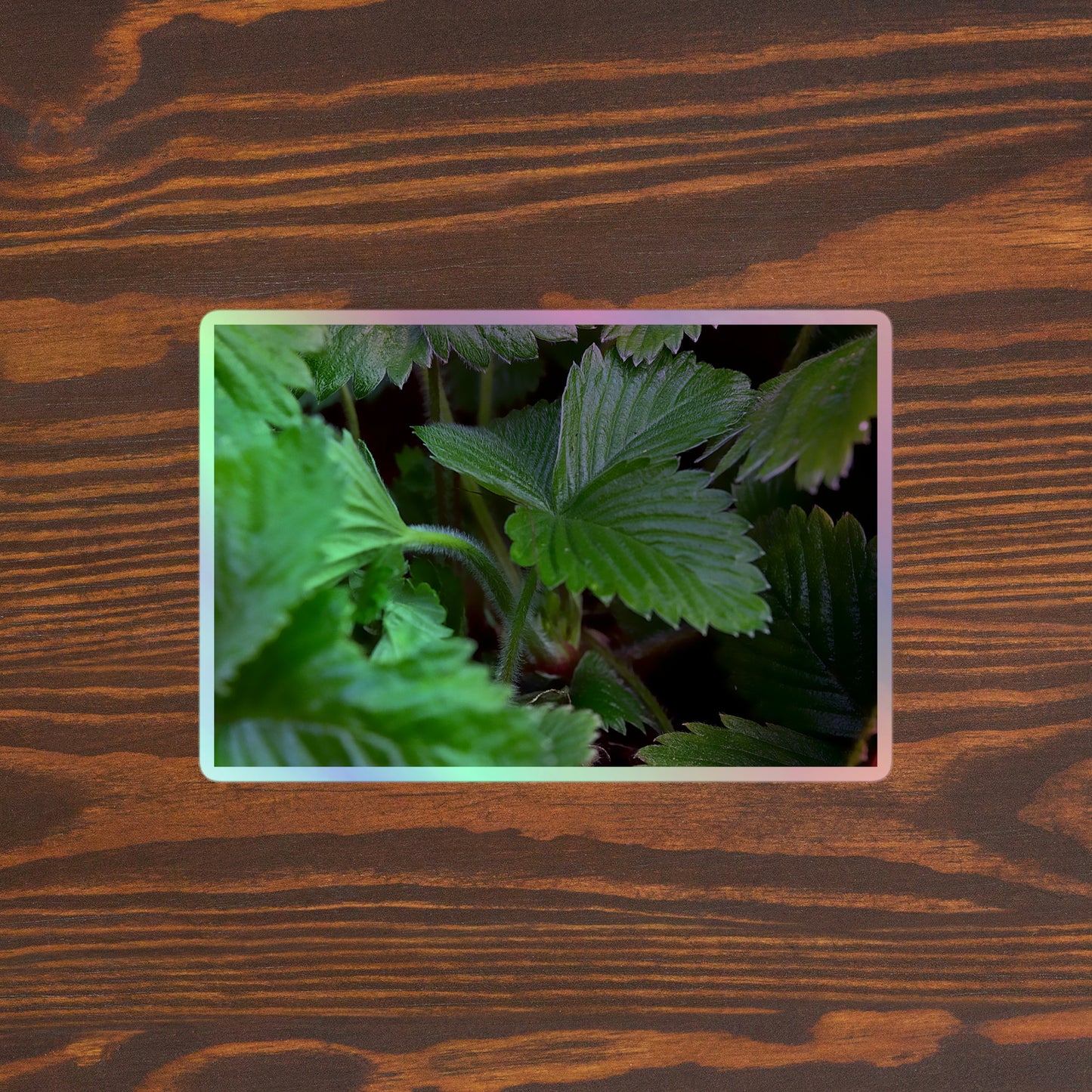 Lifestyle photo of a rectangular holographic sticker with a close-up image of textured, dark green strawberry leaves, placed on a brown wooden table surface.