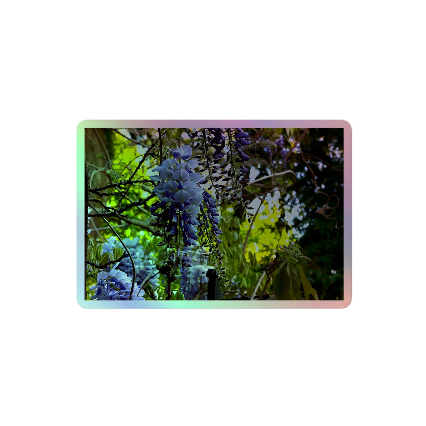 A medium rectangular holographic sticker with an image of purple wisteria blooms in a vibrant green garden.